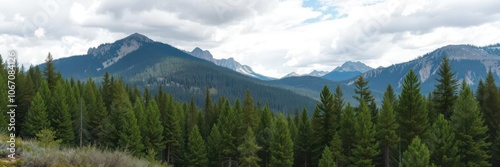 Scenic view of dense pine forest in the rugged wilderness mountains, wild
