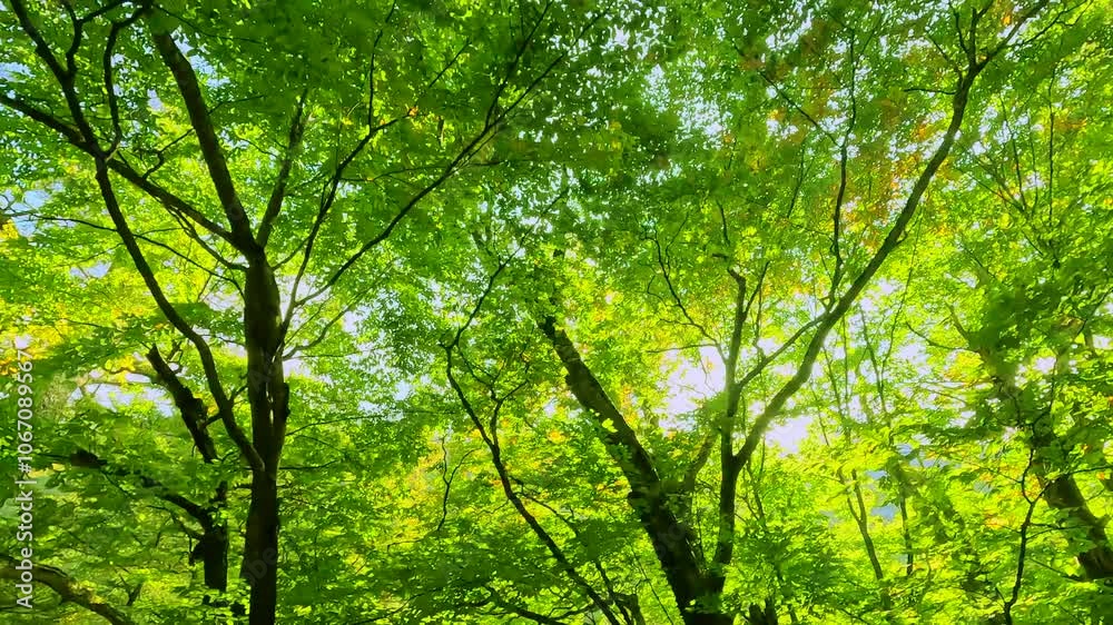 太陽の光が綺麗な新緑の木 太陽の光が綺麗な新緑の木