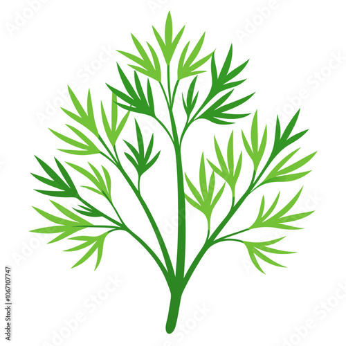 Green dill Vector illustration 