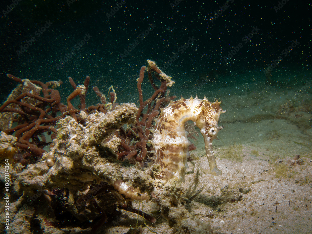 A Thorny seahorse, Hippocampus histrix, at a muck dive in Puerto Galera in the Philippines A Thorny seahorse, Hippocampus histrix, at a muck dive in Puerto Galera in the Philippines