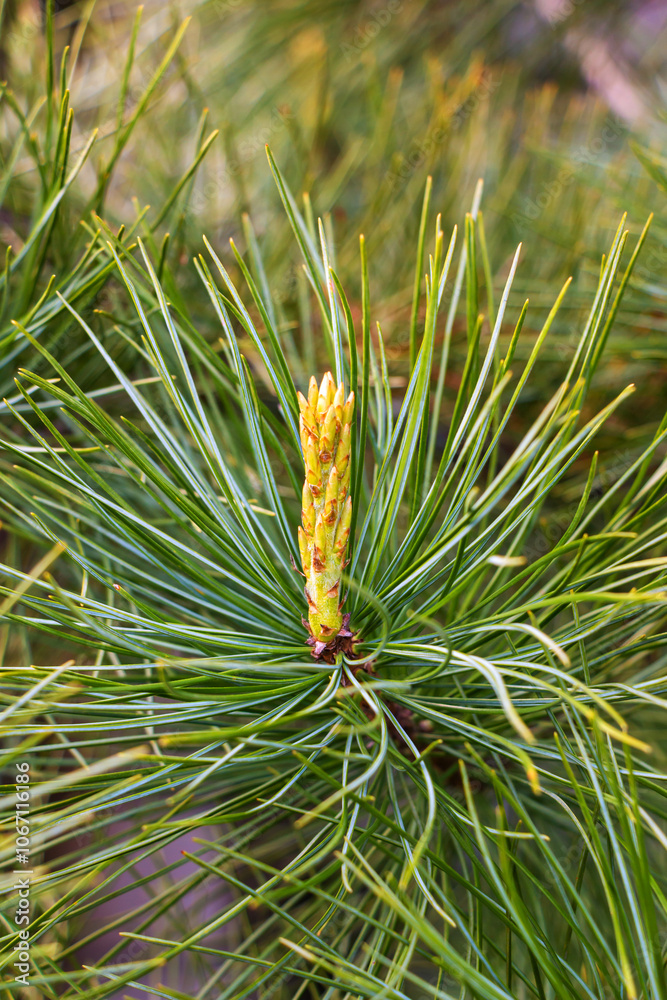 Evergreen cedar branch with small cone and green needle in early spring Evergreen cedar branch with small cone and green needle in early spring