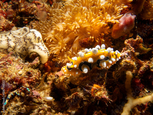 Bright yellow and white Ocellated Phyllidia nudibranch, Phyllidia ocellata, a sea slug, a dorid nudibranch near Puerto Galera, Philippines.  photo