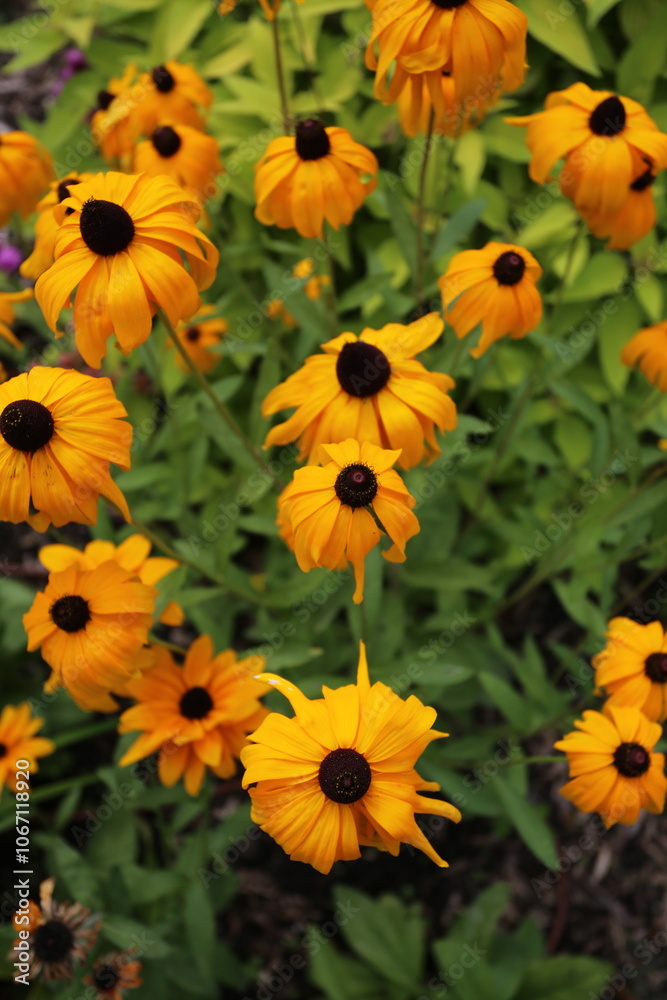 Rudbeckia fulgida en floraison jaune vif Rudbeckia fulgida en floraison jaune vif