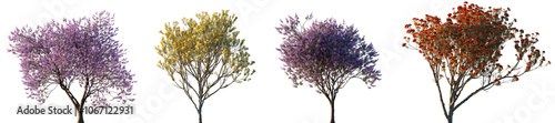 Jacaranda mimosifolia and Metrosideros excelsa Pohutukawa trees frontal isolated png on a transparent background cutout sunset lighting