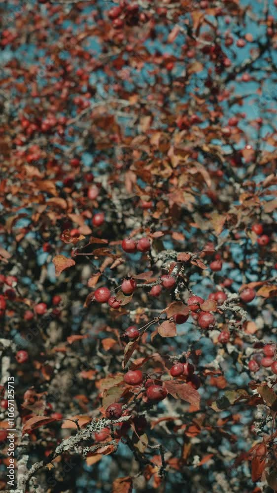 Autumn tree branches laden with red fruit and vibrant foliage in a clear blue sky Autumn tree branches laden with red fruit and vibrant foliage in a clear blue sky