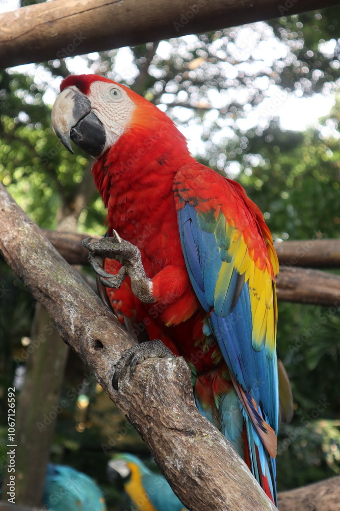 Obraz premium parrots of the carribbean