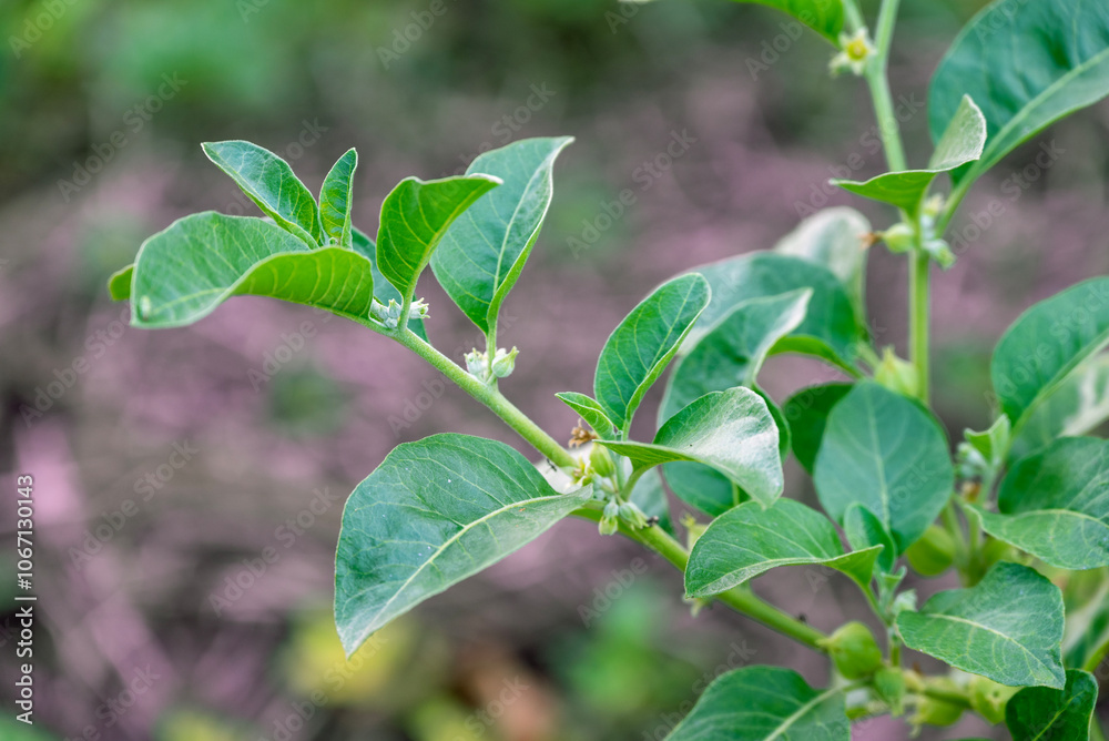 Obraz premium Ashwagandha green plants in the garden. Withania somnifera Leaves. Herb (ayurvedic) medicine plant