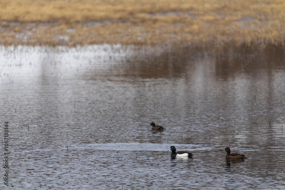 Tufted ducks (Aythya fuligula) in the lake Tufted ducks (Aythya fuligula) in the lake