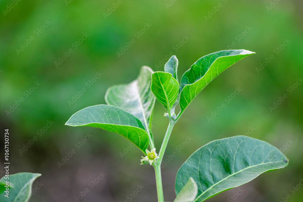 Ashwagandha green plants in the garden. Withania somnifera Leaves. Herb (ayurvedic) medicine plant Ashwagandha green plants in the garden. Withania somnifera Leaves. Herb (ayurvedic) medicine plant