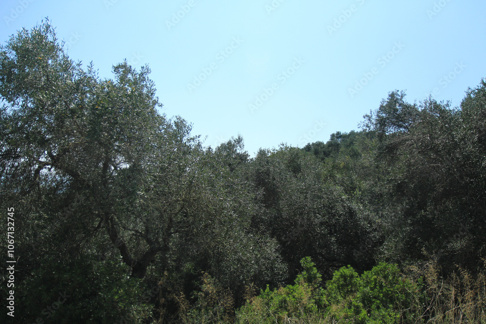 Forest Landscape on a Greek Island: Lush Greenery and Mediterranean Flora in a Tranquil Natural Setting Forest Landscape on a Greek Island: Lush Greenery and Mediterranean Flora in a Tranquil Natural Setting