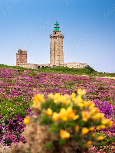 Cap Frehel lighthouse, blooming purple heather fields and white foreground flower, Plevenon, Brittany, France