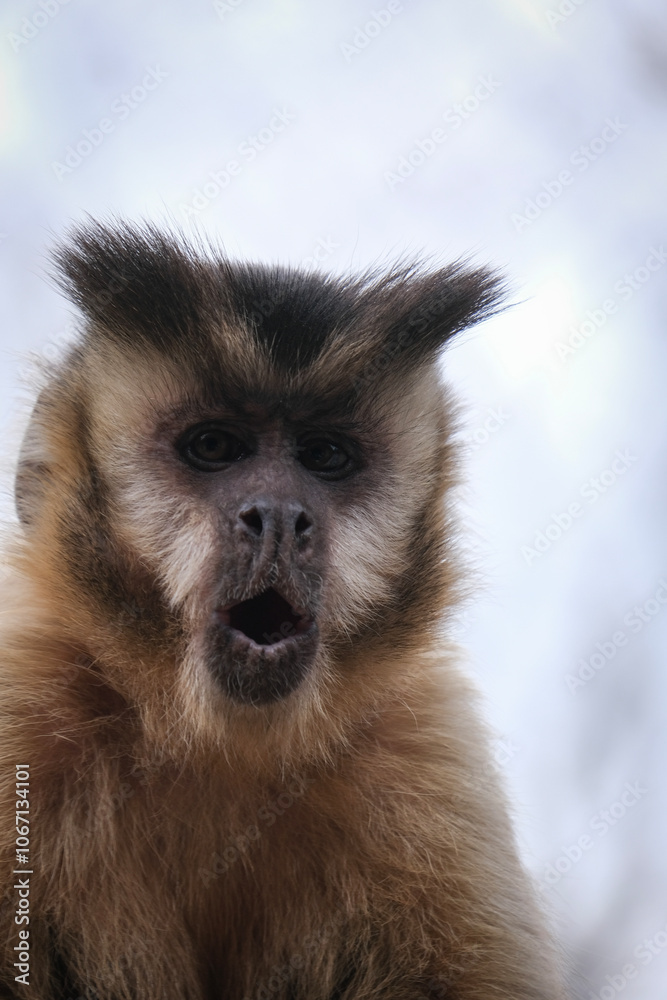 Monkey screaming Monkey screaming