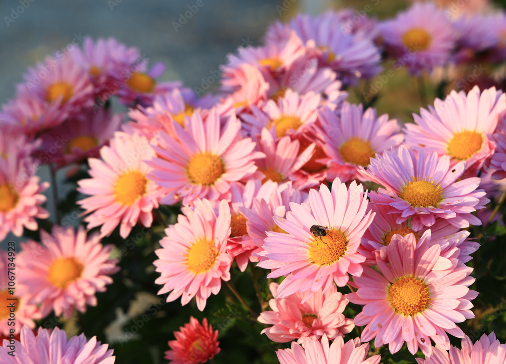 Many blooming chrysanthemums in the park outdoors Many blooming chrysanthemums in the park outdoors