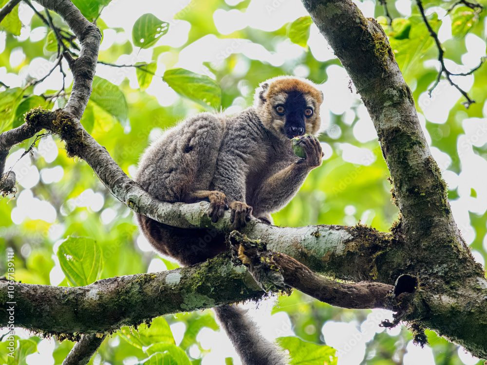 Fototapeta premium Rotstirnmaki