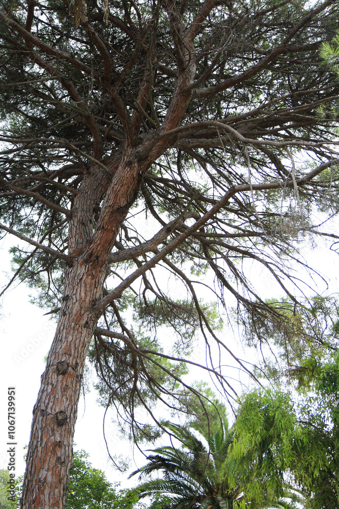 Fototapeta premium Aleppo Pine in a Greek Island Forest: Lush Greenery and Natural Beauty on a Sunny Day