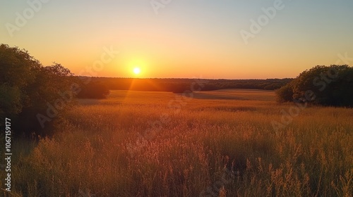 Golden Hour Sunset Over a Field of Tall Grass