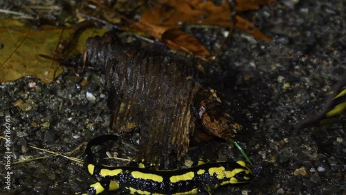 Salamanders' feast photo