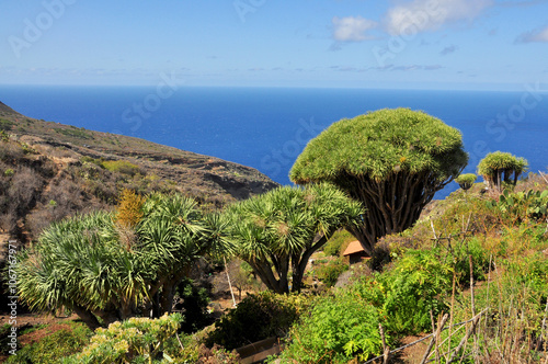 Kanarische Drachenbaum (Dracaena draco) auch Drachenbaum, Insel La Palma, Kanaren, Spanien, Europa  photo