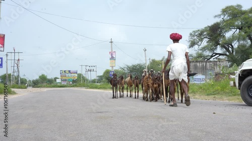 An indian village shipyard controlling goats group in Rajasthan photo