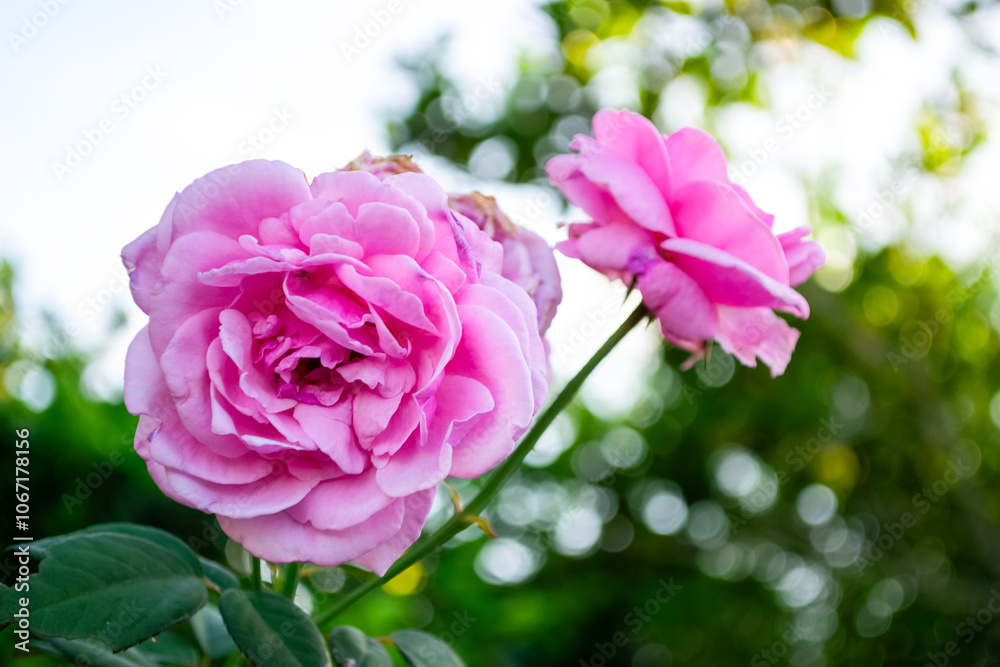 Pink rose captures nature’s delicate beauty in full detail, showcasing each petal’s intricate, romantic charm up close and embodying grace in every soft layer Pink rose captures nature’s delicate beauty in full detail, showcasing each petal’s intricate, romantic charm up close and embodying grace in every soft layer