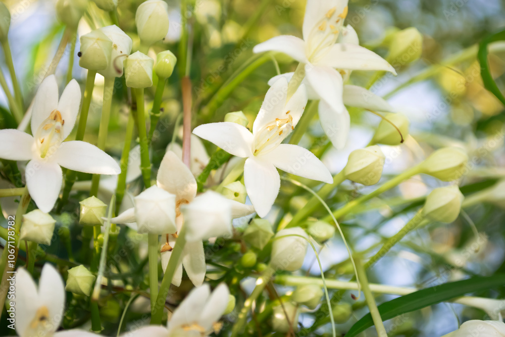 Amidst the blooming Cork Tree, a lively scene unfolds as insects gather, creating a natural harmony among the delicate flowers. The blossoms are abuzz with pollinators Amidst the blooming Cork Tree, a lively scene unfolds as insects gather, creating a natural harmony among the delicate flowers. The blossoms are abuzz with pollinators