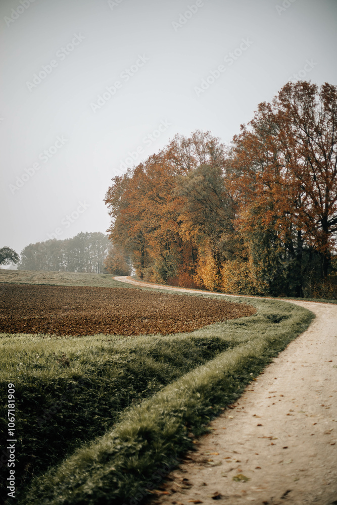 Naklejka premium Herbstlicher Feldweg mit buntem Laub und Nebel