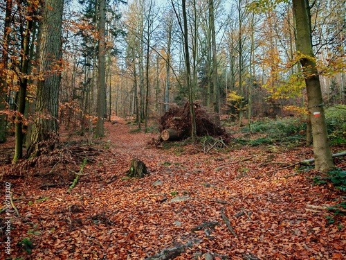 autumn in the forest