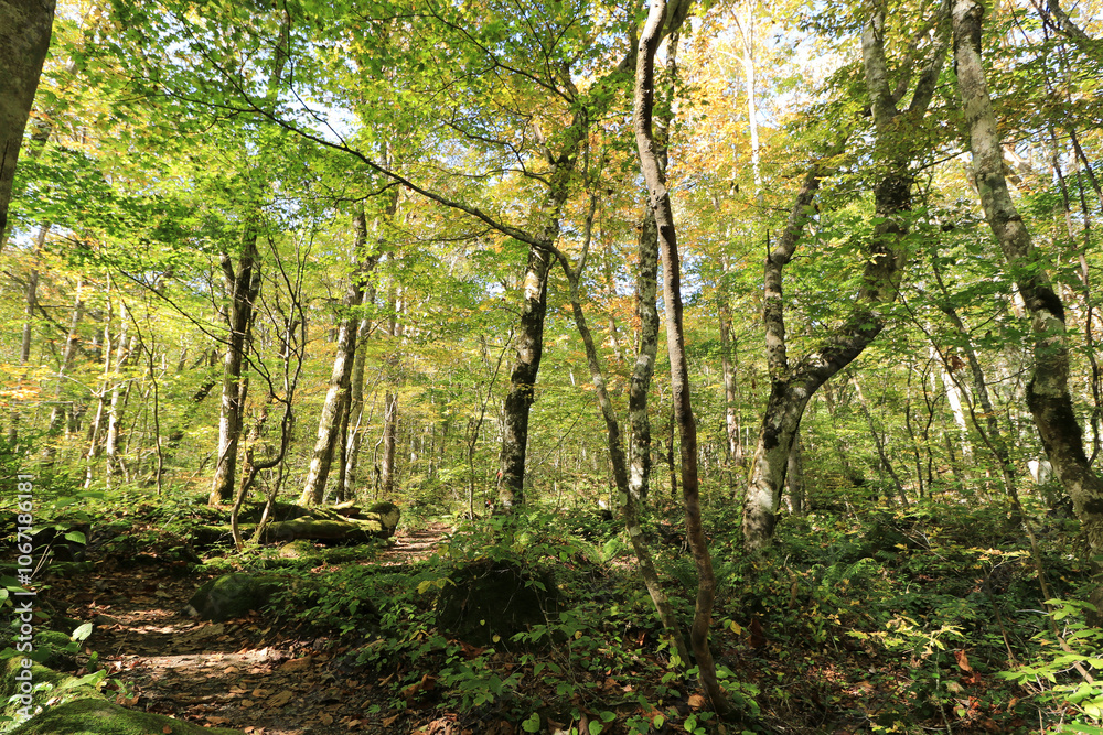 Fototapeta premium Japan Aomori Oirase Valley 