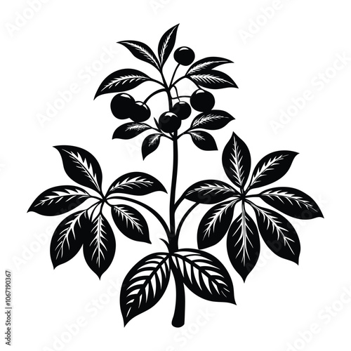 vector houseplant young schefflera a potted plant photo