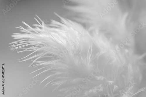 Soft and light white macro feather.