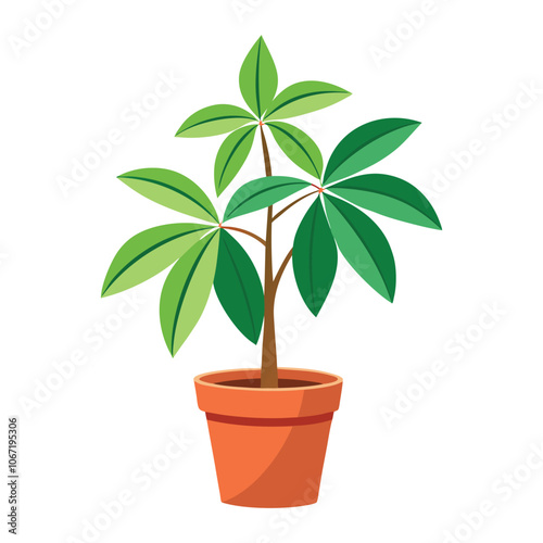 vector houseplant young schefflera a potted plant