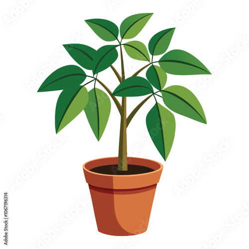 vector houseplant young schefflera a potted plant