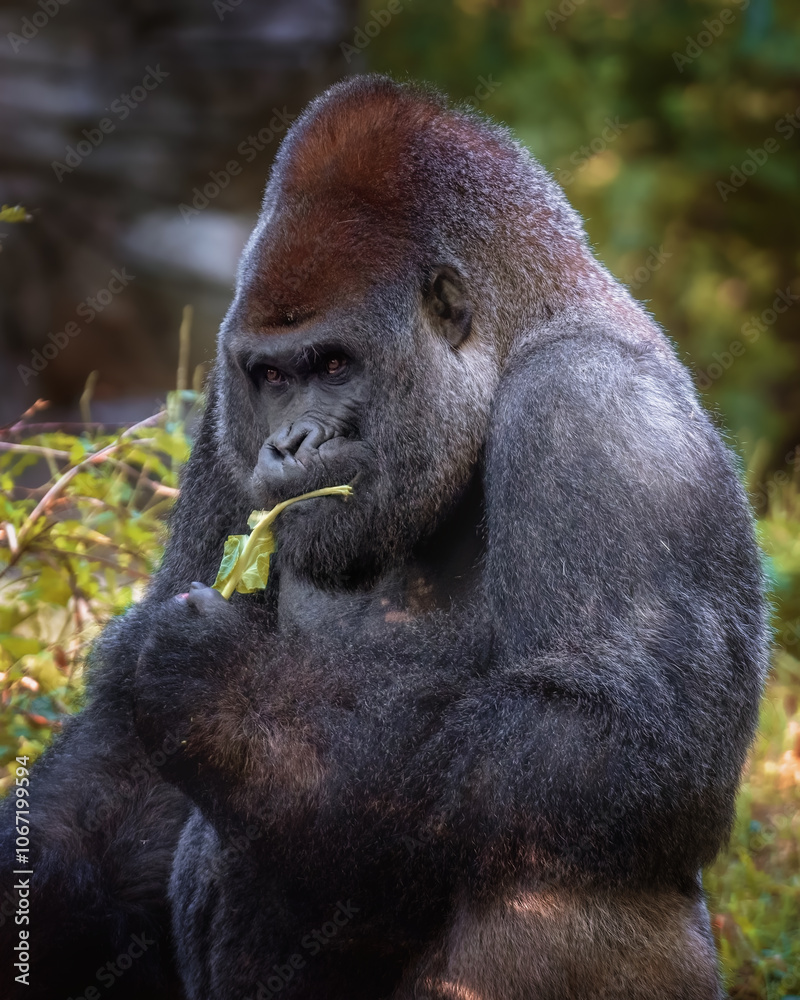 Adult Gorilla in Outdoor Habitat Adult Gorilla in Outdoor Habitat