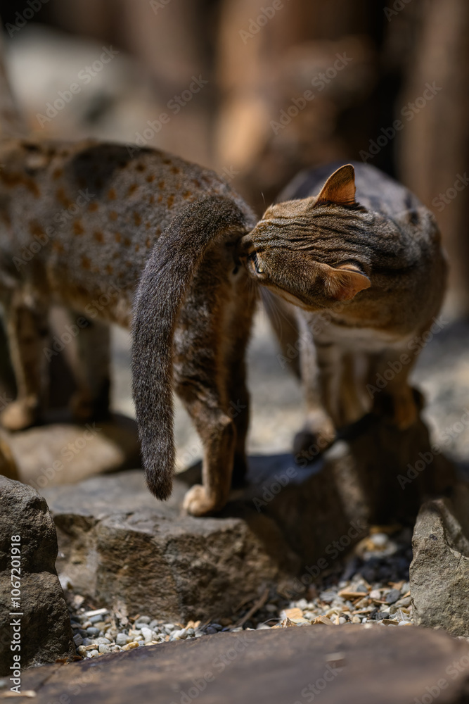 A captive Ceylon cat sniffs the other.
A captive Ceylon cat sniffs the other.