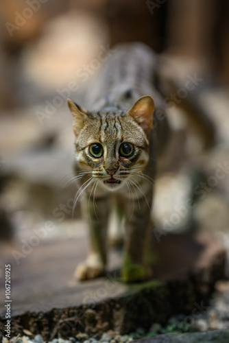 Ceylon cat bred in captivity.
 photo