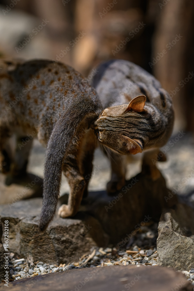 A captive Ceylon cat sniffs the other.
A captive Ceylon cat sniffs the other.