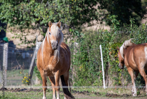Obraz na płótnie Zwei Haflinger Pferde auf einer Koppel auf dem Land w salonie