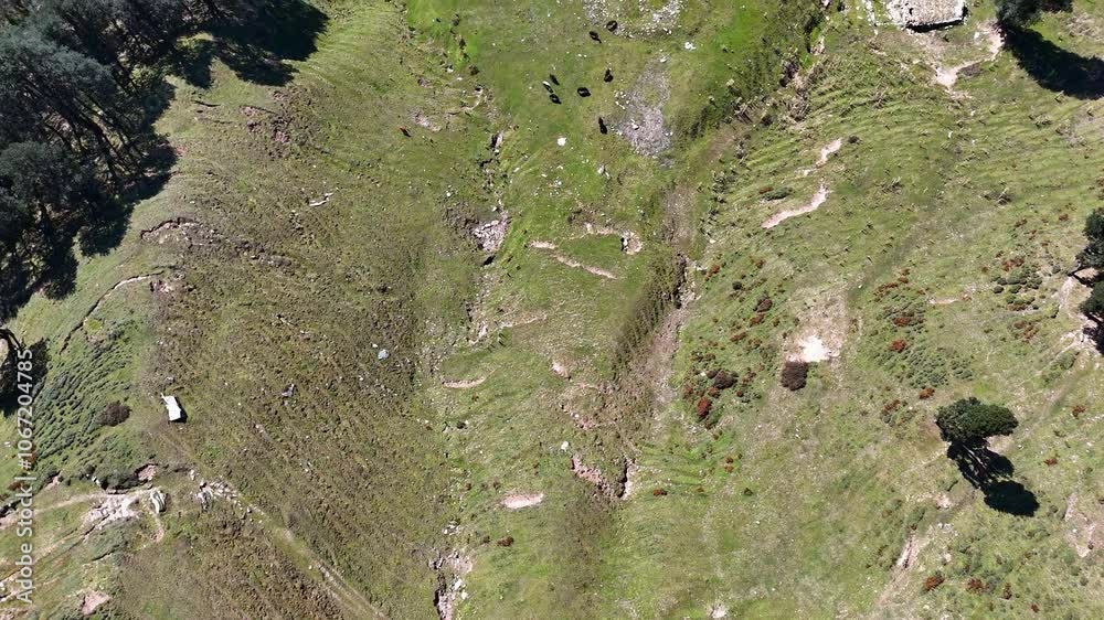 drone shot of lots of trees on mountain valley jibhi drone shot of lots of trees on mountain valley jibhi