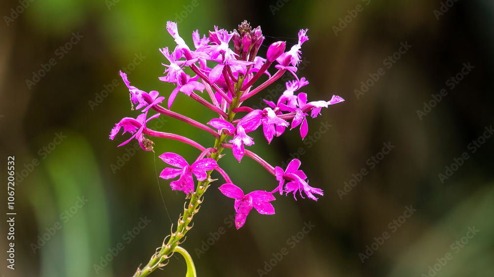 Wild orchid Epidendrum secundum in nature