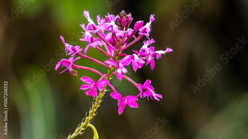 Obraz na płótnie Wild orchid Epidendrum secundum in nature w salonie