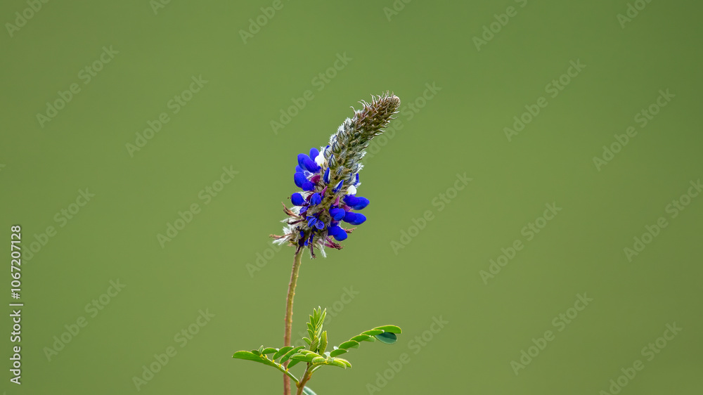 Flowering Blue Lupines (Lupinus nootkatensis) in nature