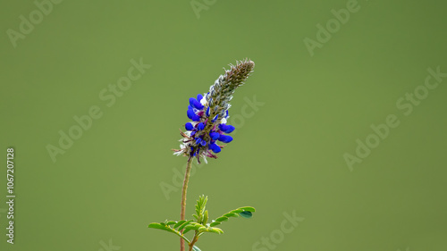 Obraz na płótnie Flowering Blue Lupines (Lupinus nootkatensis) in nature w salonie