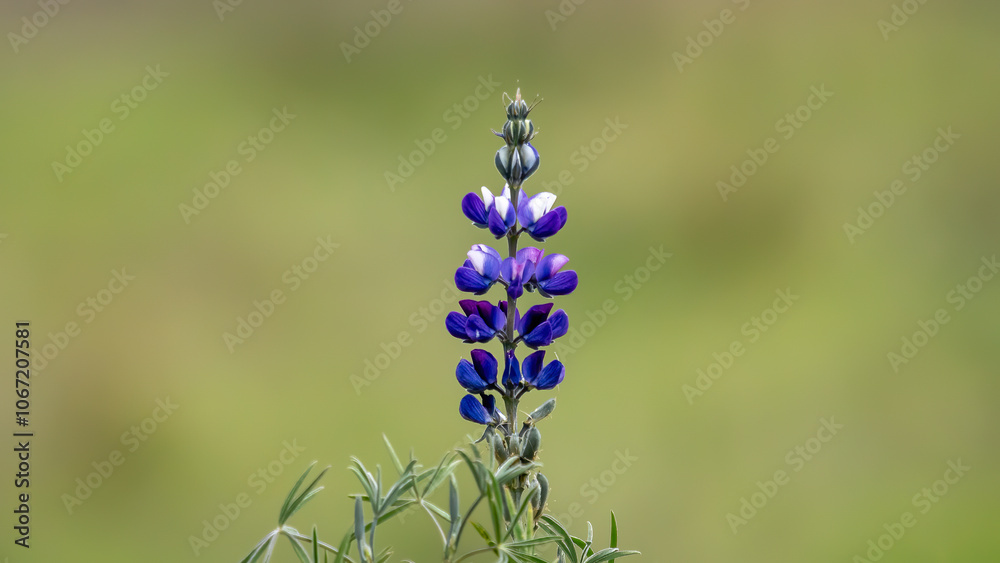 Flowering Blue Lupines (Lupinus nootkatensis) in nature