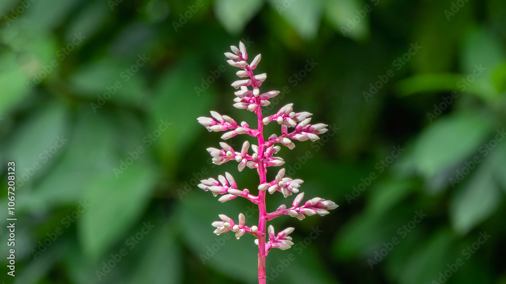 ( Aechmea weilbachii )Hot pink and purple tropical exotic plant