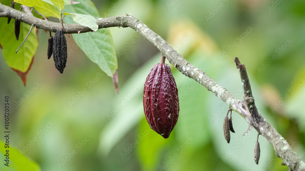 Trinitario cocoa (Theobroma cacao) pods on Sumatra, Indonesia