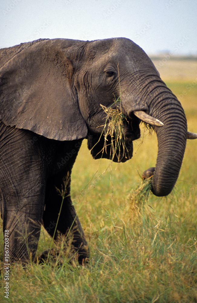 Obraz premium Eléphant d'Afrique, Loxodonta africana, Parc national de Masai Mara, Kenya