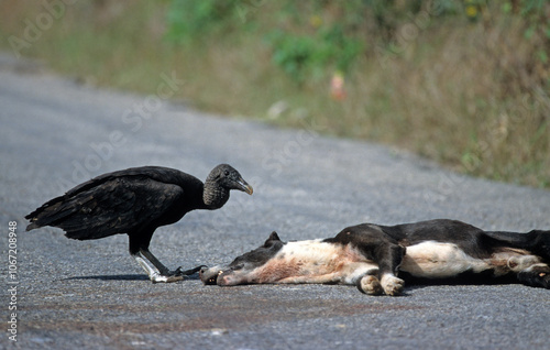 Vautour urubu noir, Urubu noir,.Coragyps atratus, Black Vulture, mange un chien noir écrasé sur un route photo