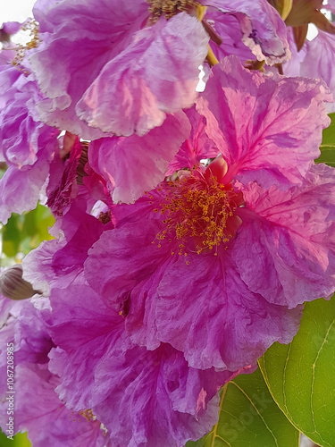 the beauty of nature