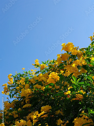 the beauty of nature