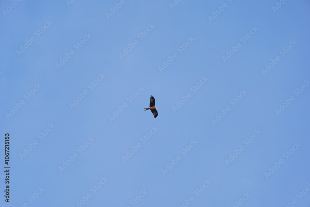 Red kite circling in the sky with blue sky background at Swiss City of Zürich on a sunny autumn afternoon. Photo taken November 6th 2024, Zurich, Switzerland. Red kite circling in the sky with blue sky background at Swiss City of Zürich on a sunny autumn afternoon. Photo taken November 6th 2024, Zurich, Switzerland.